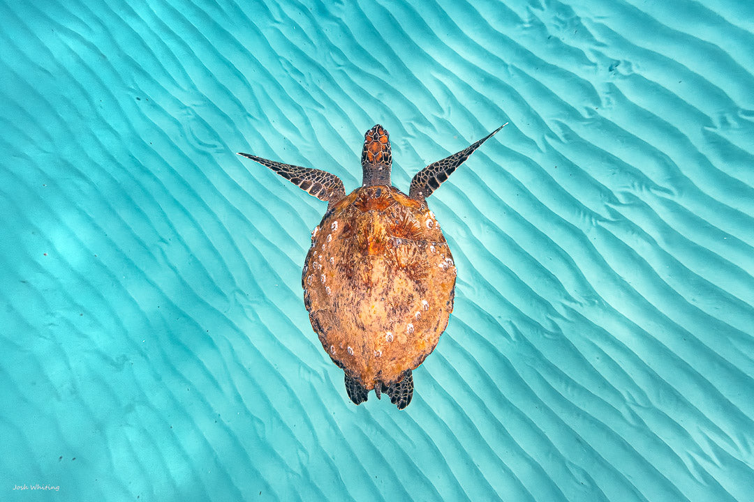 animal-wall-art-wildlife-photography-online-art-gallery-wall-art