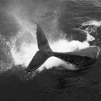Humpback whale wall art - Whale Prints - Peduncle Slap - Whale Wall Art - Photography Sunshine Coast - Australian Wall Art - Wildlife Photography - Black and White Whale - Humpback whale immage - Tail Throw -