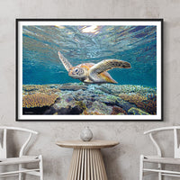 Turtle Wall Art - Black Framed Turtle Art - Turtle Prints - Sea life wall art - Underwater World - Sea Life Mooloolaba