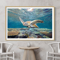 Turtle Framed Pictures - Honu Wall Art - Sea Turtle Posters - Framed Prints Online - Framed Turtle Prints - Fine Art Turtle Print - Turtle Wall Art - Coastal Wall Art - 