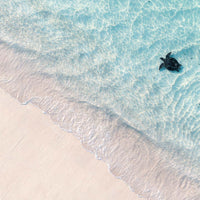 sea turtle Ningaloo Reef Exmouth Western Australia - aerial drone photography - Coral Coast WA - crystal clear turquoise water blush sand - coastal wildlife fine art photography print - Josh Whiting Photos