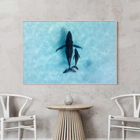 Ningaloo Reef whale mother and calf - aerial photography Western Australia - white floating frame canvas print - coastal wall art - abstract ocean photography - affordable wildlife art print - Josh Whiting Photos