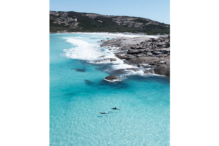 Two dolphins Esperance Western Australia - aerial drone photography - Cape Le Grand coastline - crystal clear turquoise water - coastal ocean wildlife fine art photography - Josh Whiting Photos