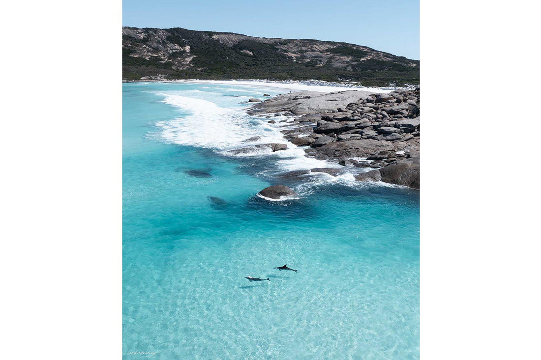 Two dolphins Esperance Western Australia - aerial drone photography - Cape Le Grand coastline - crystal clear turquoise water - coastal ocean wildlife fine art photography - Josh Whiting Photos