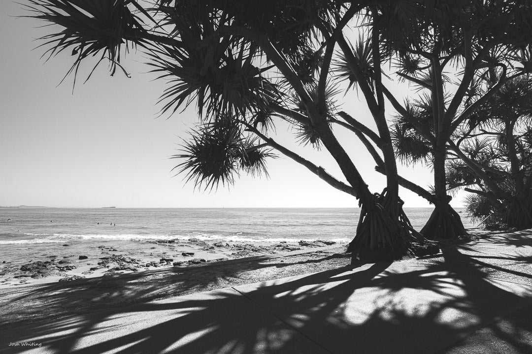 Black and white photo print - Black and white coastal artwork - sunshine coast images - Pandanus Tree - Framed black and white print