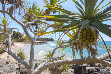 Sunshine Coast Photography - Sunshine Coast Art prints - Coastal Art prints - Coastal Prints - Sunshine Coast Photography - Coolum Bays - Coolum 1st Bay - Coolum 2nd Bay
