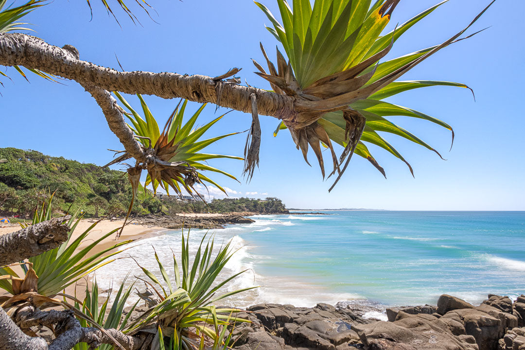 Coolum Beach Picture - Sunshine Coast - Point Perry - Coastal Artwork - Beach Photography Print - Josh Whiting Photos - Wet Cactus - Framed Ocean Print - Pandanus Tree picture