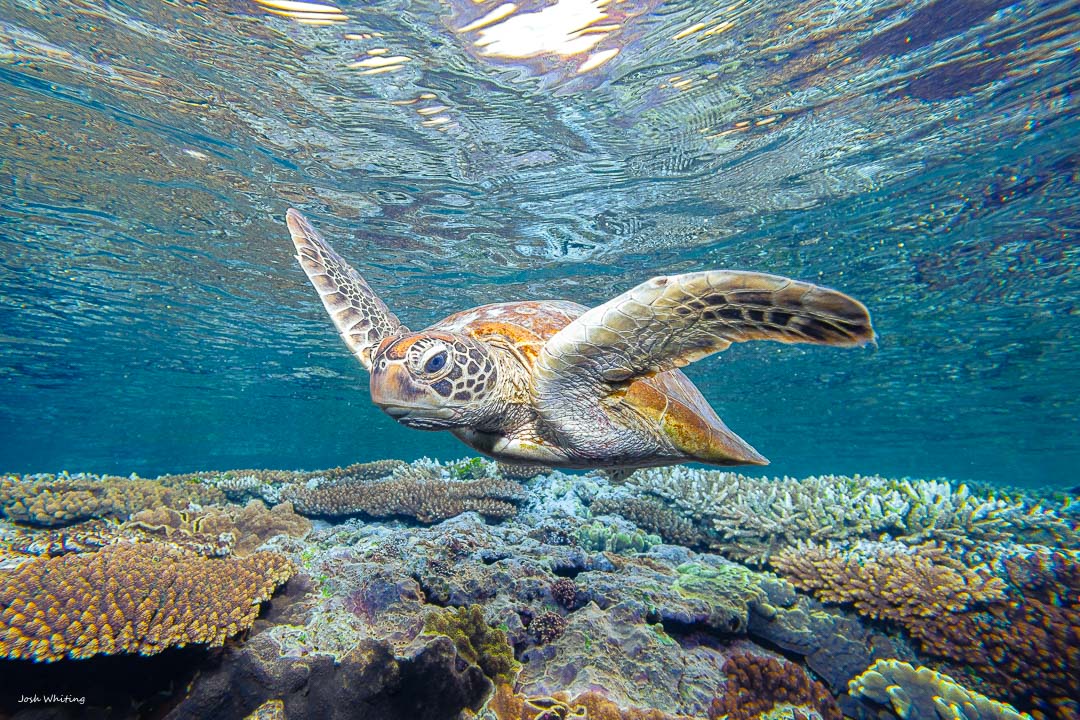 Sea Turtle Print - Turtle wall art - Bedroom wall art - Marine prints - Underwater Photography - Green Sea Turtle Image - Lady Elliot Island - Ocean Art - Wildlife Photography Prints