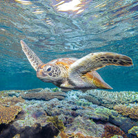 Sea Turtle Print - Turtle wall art - Bedroom wall art - Marine prints - Underwater Photography - Green Sea Turtle Image - Lady Elliot Island - Ocean Art - Wildlife Photography Prints