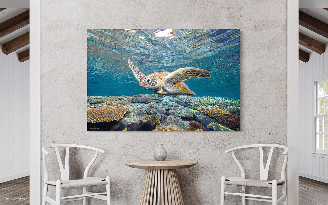 Canvas Print of Turtle - Metal Turtle Art - Turtle Prints - Australian Wall Art - Sunshine Coast Photography - Photography Sunshine Coast - Sunshine Coast Photographer - Harvey Bay Wall Art