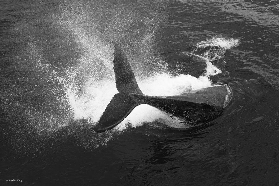 Humpback whale wall art - Whale Prints - Peduncle Slap - Whale Wall Art - Photography Sunshine Coast - Australian Wall Art - Wildlife Photography - Black and White Whale - Humpback whale immage - Tail Throw - 