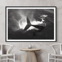 Tail Throw | Humpback Whale