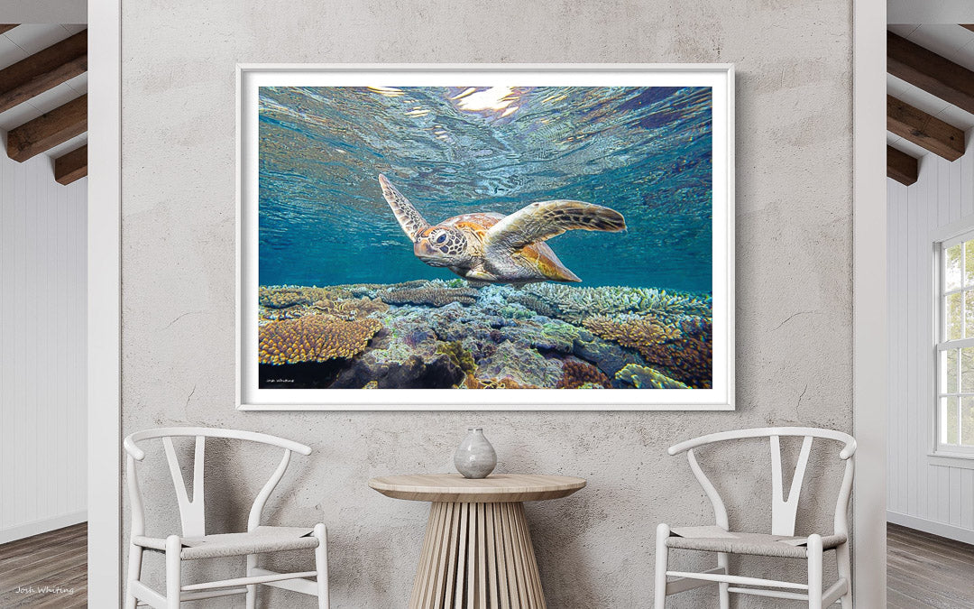 White Framed Turtle Print - Turtle Wall Art - Coral Wall Art - Great Barrier Reef Coral - Coastal Decor - Picture of turtle - Turtle Poster