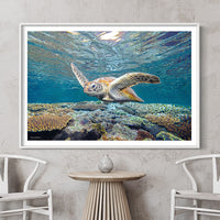 White Framed Turtle Print - Turtle Wall Art - Coral Wall Art - Great Barrier Reef Coral - Coastal Decor - Picture of turtle - Turtle Poster