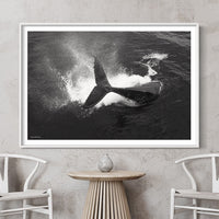 Tail Throw | Humpback Whale