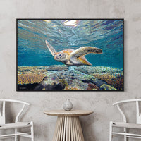 Floating Frame Canvas - Coastal Wall Art - Underwater pictures for wall - Underwater Wall Art - Coral reef prints - Coral Gardens Wall Art - Photography Prints of turtles - Prints of Turtles - Sea Turtle photographs - Sea Turtle Images - Great Barrier Reef - Bedroom Wall Art - Bathroom Wall Art - Under the Sea Prints