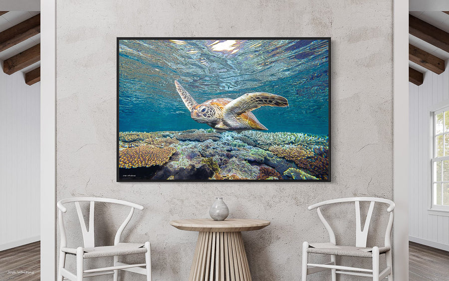 Floating Frame Canvas - Coastal Wall Art - Underwater pictures for wall - Underwater Wall Art - Coral reef prints - Coral Gardens Wall Art - Photography Prints of turtles - Prints of Turtles - Sea Turtle photographs - Sea Turtle Images - Great Barrier Reef - Bedroom Wall Art - Bathroom Wall Art - Under the Sea Prints