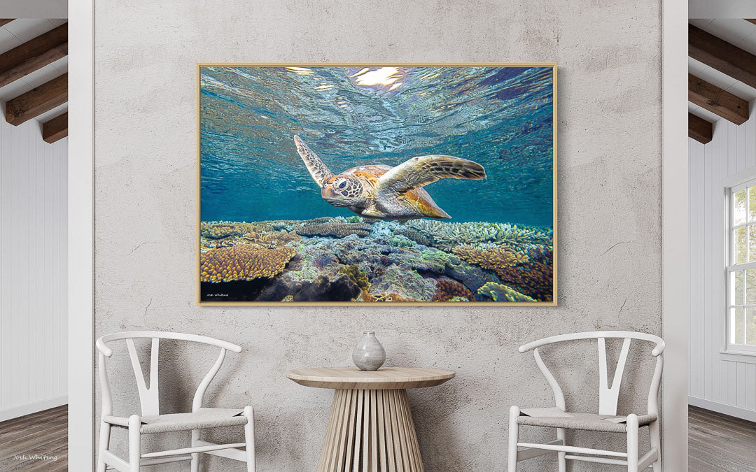 Turtle Wall Decor - Framed Ocean Prints - Framed Turtle Print - Oak Frame Prints - Oak Frames - Floating Frame Canvas Prints - Framed in Oak - Interior Design - Green Sea Turtle - Great Barrier Reef Prints - Great Barrier Reef Wall Art