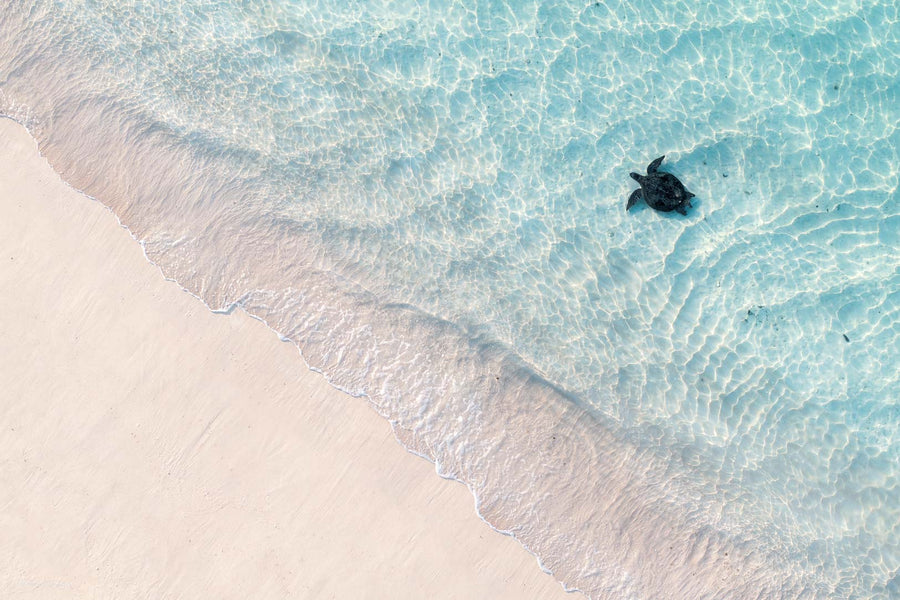 sea turtle Ningaloo Reef Exmouth Western Australia - aerial drone photography - Coral Coast WA - crystal clear turquoise water blush sand - coastal wildlife fine art photography print - Josh Whiting Photos