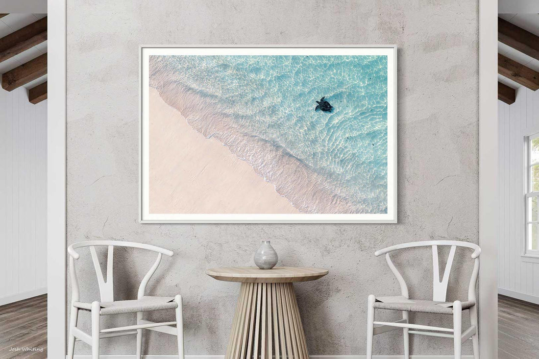 Turtle Paradise Ningaloo Reef - baby sea turtle aerial photography - white framed print - coastal wall art - ocean wildlife fine art print - Josh Whiting Photos