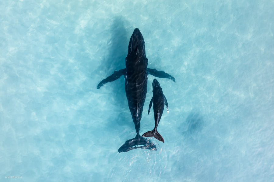 Humpback whale mother and calf Ningaloo Reef - aerial drone photography - Coral Coast Western Australia - aqua turquoise ocean - fine art ocean wildlife photography print - Josh Whiting Photos