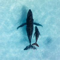 Humpback whale mother and calf Ningaloo Reef - aerial drone photography - Coral Coast Western Australia - aqua turquoise ocean - fine art ocean wildlife photography print - Josh Whiting Photos