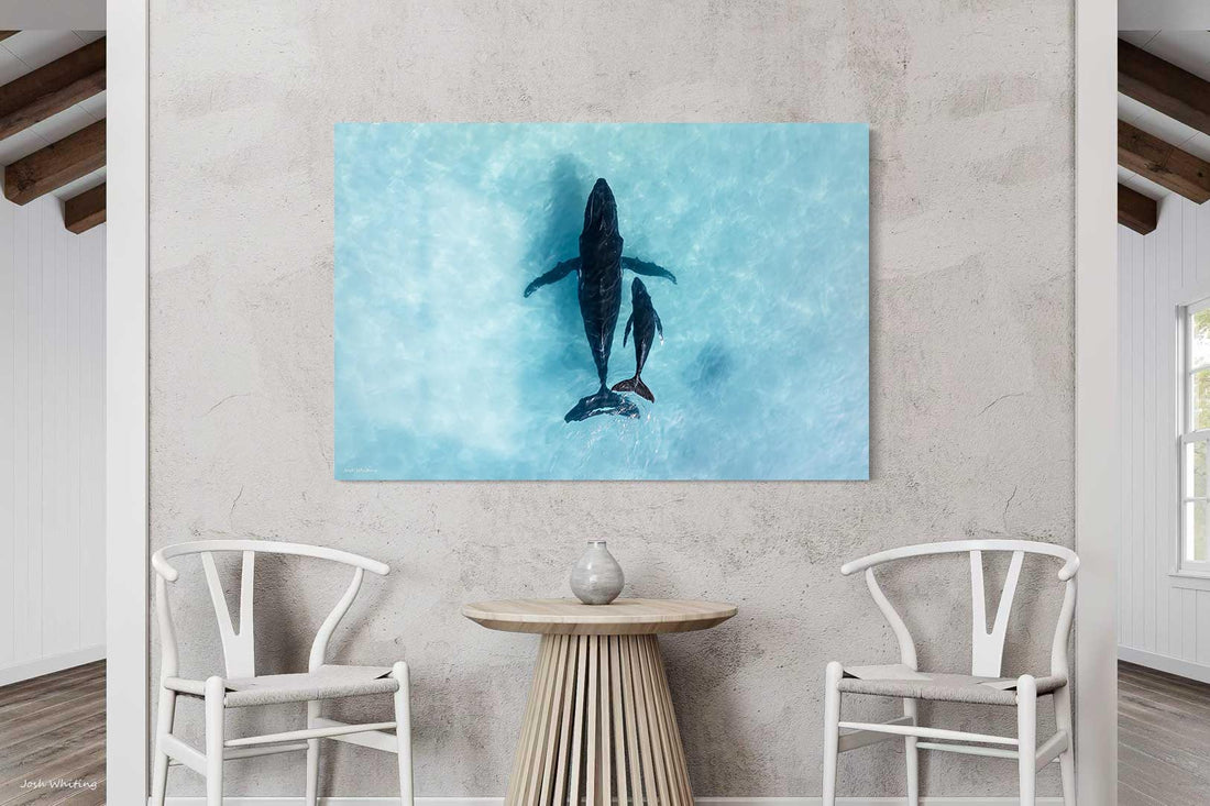 Ningaloo Reef whale aerial drone photography - humpback mother and calf - frameless acrylic print - premium large format ocean wildlife wall art - Western Australia photography - Josh Whiting Photos