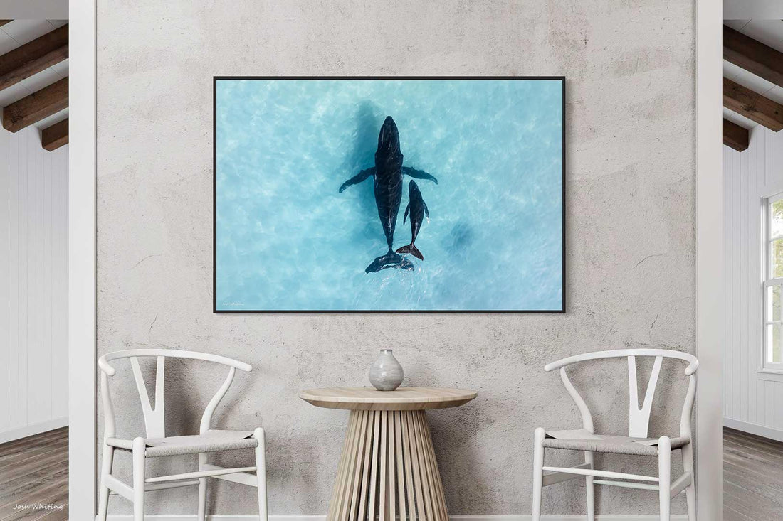 Humpback whale mother calf Ningaloo Reef Western Australia - aerial wildlife photography - black floating frame canvas print - oversized ocean wall art - teal aqua coastal photography print - Josh Whiting Photos