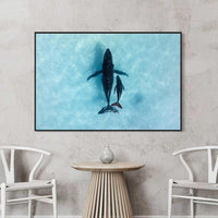 Humpback whale mother calf Ningaloo Reef Western Australia - aerial wildlife photography - black floating frame canvas print - oversized ocean wall art - teal aqua coastal photography print - Josh Whiting Photos