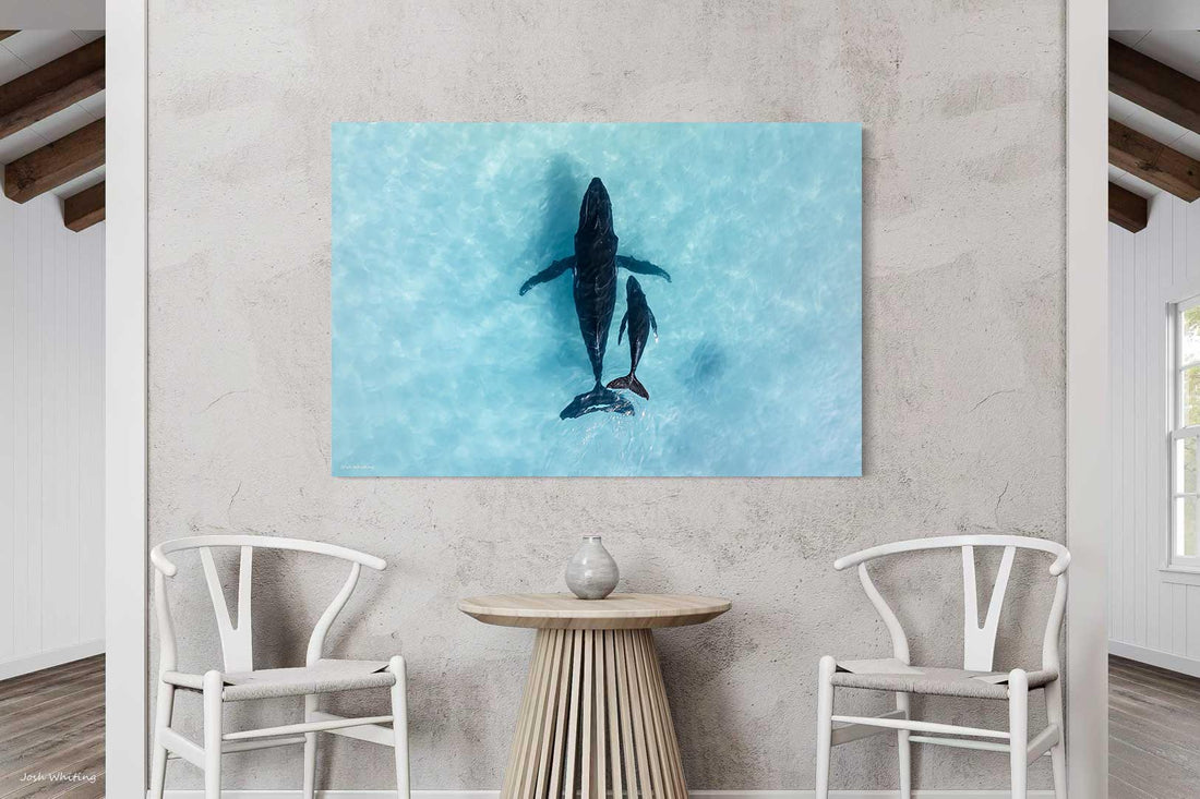 Ningaloo Reef humpback whale drone photography - mother and calf aerial view - gallery wrap canvas print - large format ocean wildlife wall art - coastal home decor - buy canvas prints online - Josh Whiting Photos