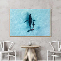 Humpback whale aerial photography Ningaloo Reef - Coral Coast WA - oak floating frame canvas print - extra large coastal wall art - ocean wildlife photography print - gallery wall - Josh Whiting Photos