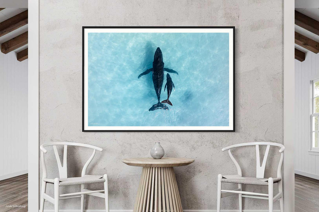 Humpback whale calf Ningaloo Reef WA - aerial drone photography - black framed print - extra large ocean wall art - fine art wildlife photography - Australian photography art - Josh Whiting Photos
