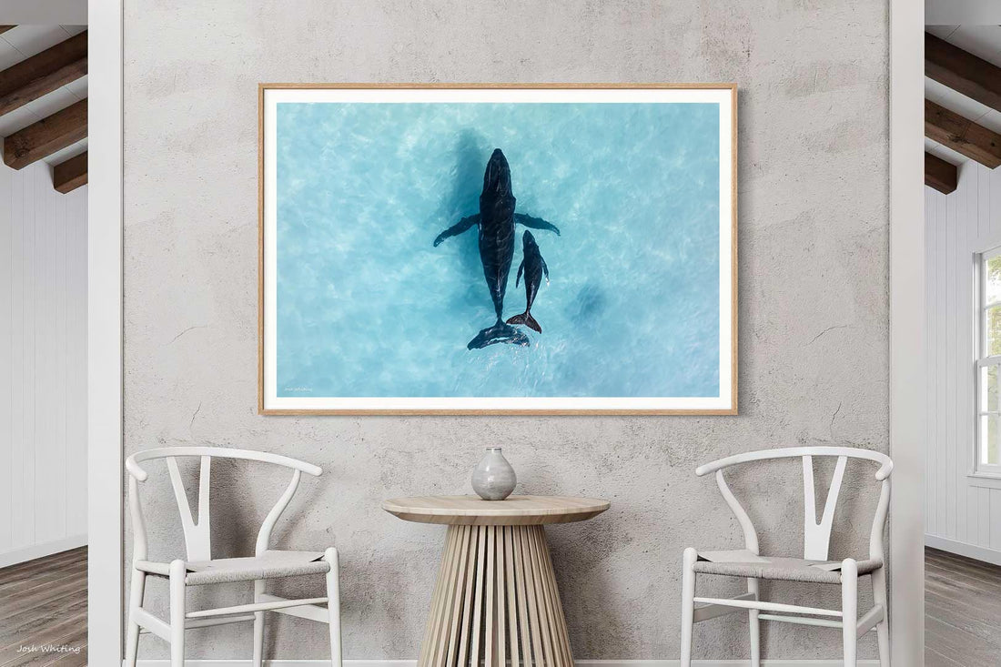 Ningaloo Reef humpback whale aerial photography - Coral Coast Western Australia - oak framed print - large format wildlife photography print - coastal wall art - buy framed prints online - Josh Whiting Photos
