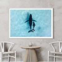 Humpback whale mother and calf Ningaloo Reef - aerial drone photography - white framed print - extra large ocean wildlife wall art - coastal wall art - Australian photography print - Josh Whiting Photos