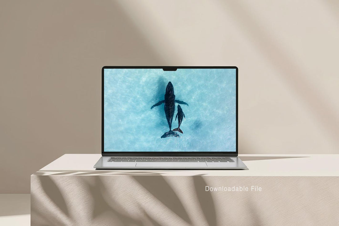 Humpback whale Ningaloo Reef - aerial whale photography digital download - printable ocean wildlife wall art - aqua coastal interior styling - contemporary home decor - buy prints online - diy art - digital download art - Josh Whiting Photos