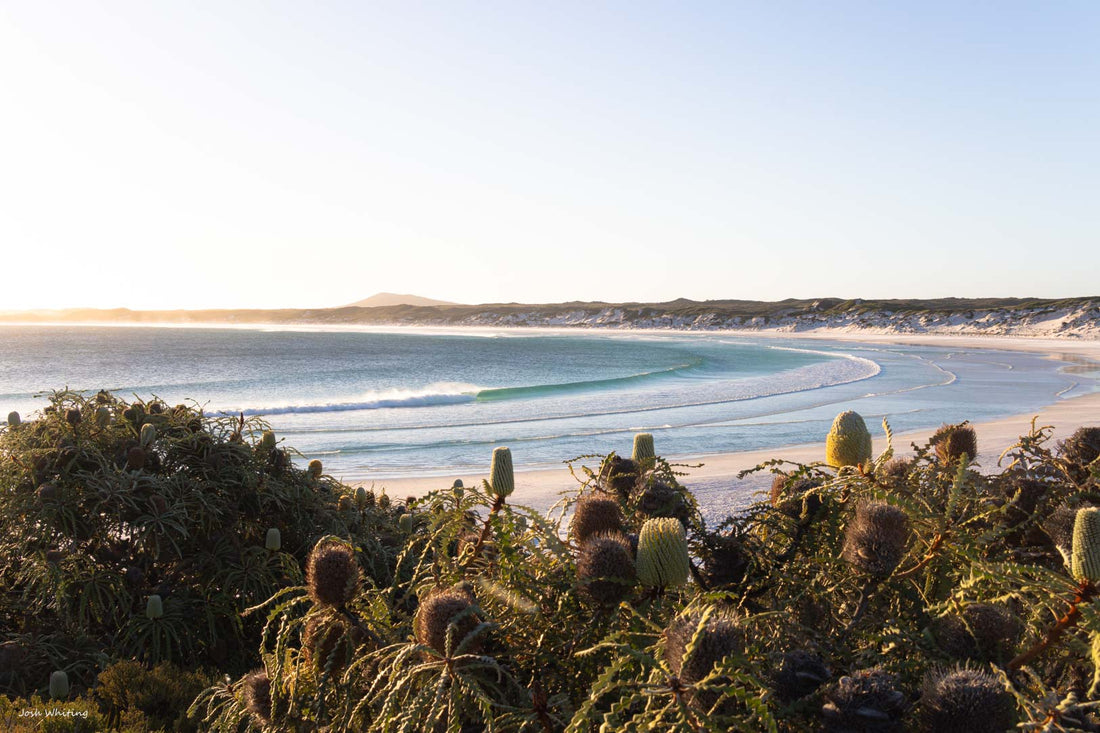 A wave peels into the bay at Wharton Beach near Esperance, framed by native banksia on Western Australia's south coast