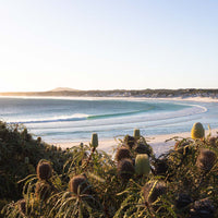 A wave peels into the bay at Wharton Beach near Esperance, framed by native banksia on Western Australia's south coast