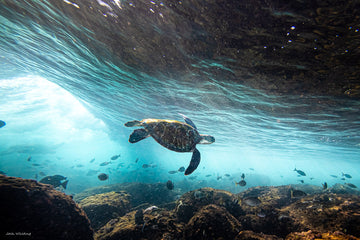 Sunshine Coast Artwork - Turtle image - Flow | Old Woman Island - Josh Whiting Photos