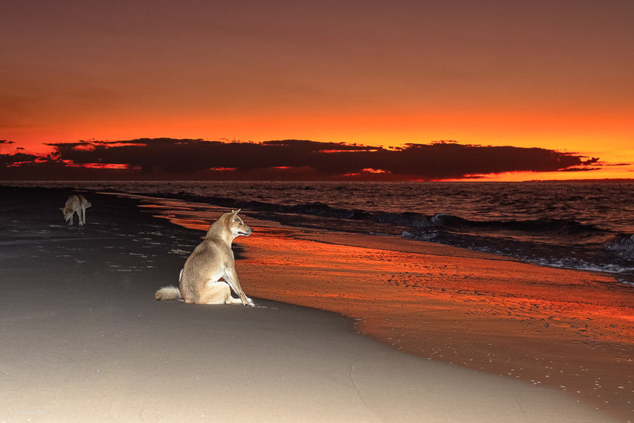 Fraser island Photography - Dingo - Sunset 