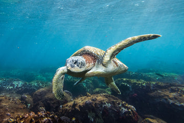 Sunshine Coast Photography - Tom the Turtle | Old Woman Island - Josh Whiting Photos