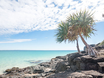 Rainbow Beach Photography print - Double Island Point - Noosa Prints - Sunshine Coast Photography - Josh Whiting - Pandanus paradise tree 