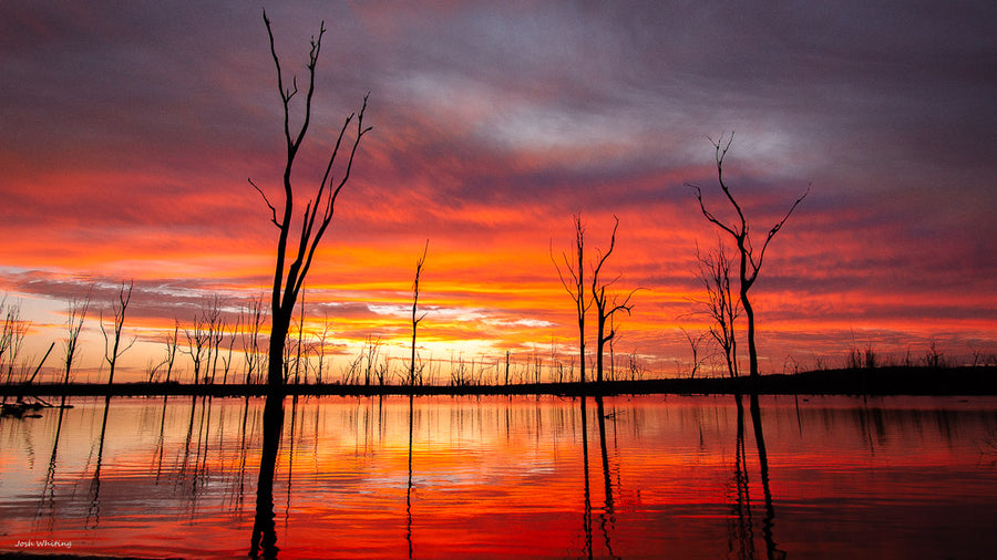 Lockyer Valley Photography Print - Lake Clarendon - Gatton Photography Print - Sunset tree snap shot