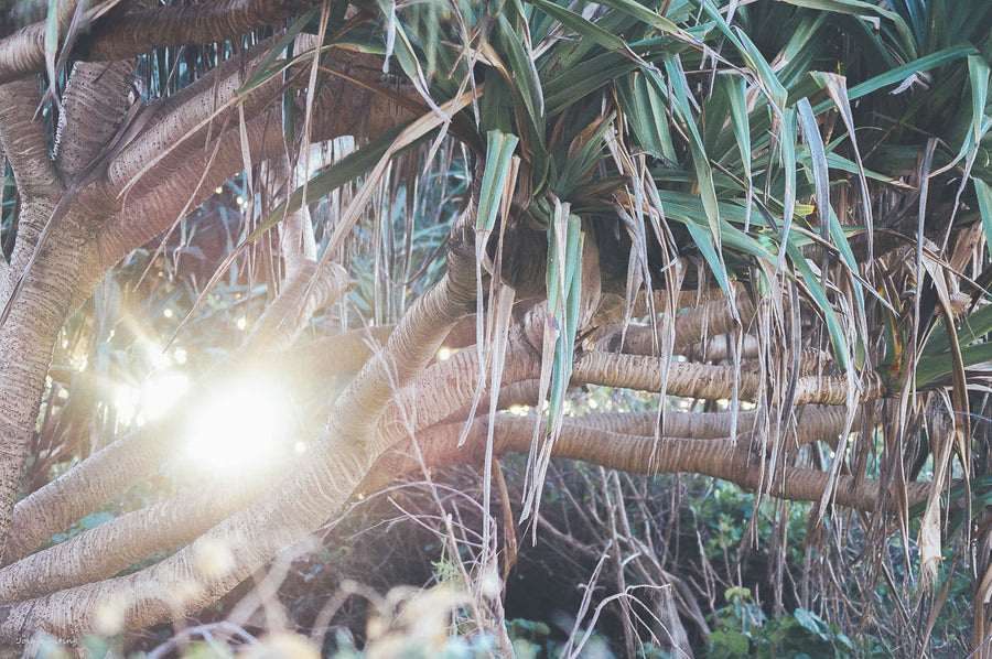 Photography Print of a pandanus tree at Byron Bay. Sunshine Coast Local Artist - Images of Byron Bay