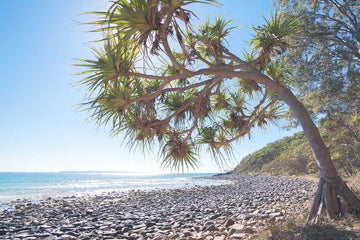 Noosa Photography Print - Tea Tree Bay Noosa National Park - Pandanus Water - Sunshine Coast Photography