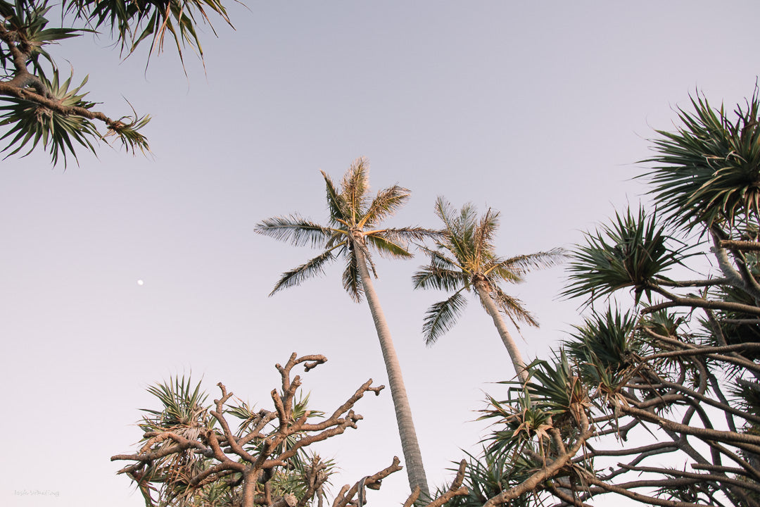 Josh Whiting Photos - Coastal Décor - Palm Trees