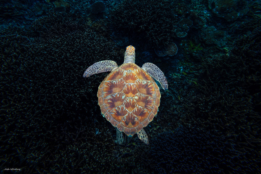 Green Sea Turtle - Great Barrier Reef Photography - Josh Whiting Photos