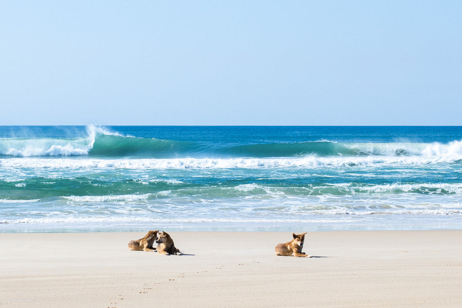 Dingoes (Wongari) - Fraser Island - Josh Whiting Photos - K'gari