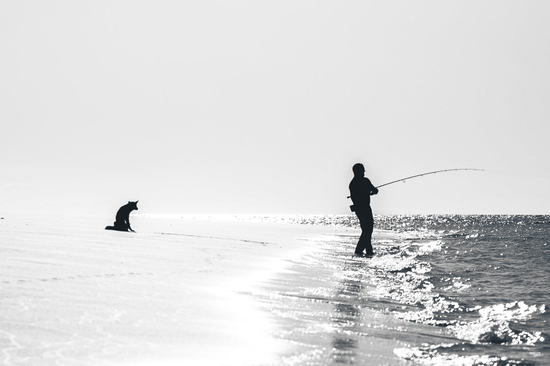 Dingo Scavenging on the Beach - Fraser Island Photos - Josh Whiting Photos