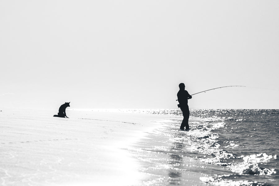 Dingo Scavenging on the Beach - Fraser Island Photos - Josh Whiting Photos