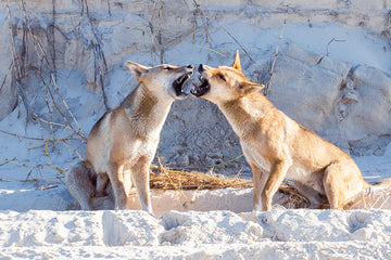Playful Dingoes - Fraser Island Photos - Josh Whiting Photos